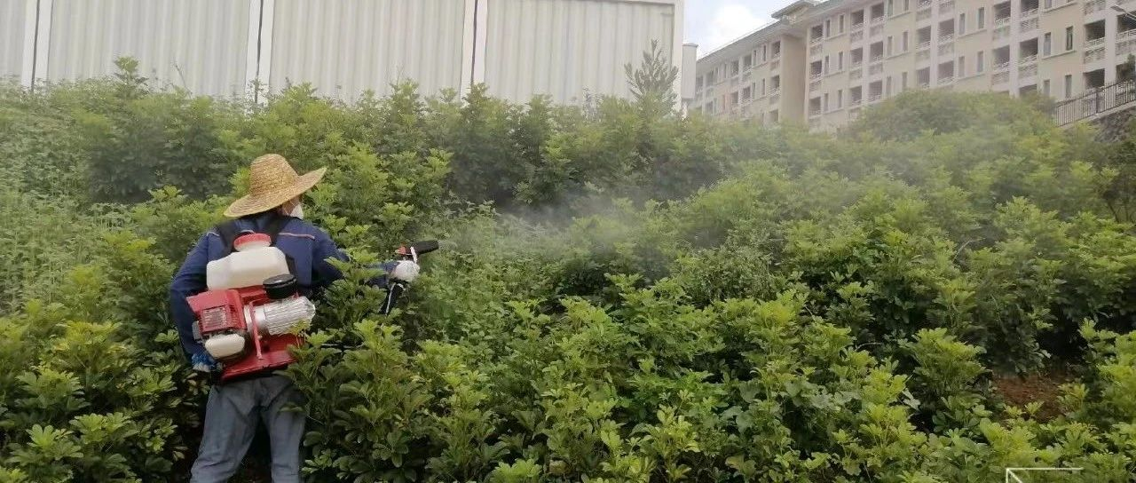 驱蚊、消杀、清积水，拒绝“趁蚊而入”！